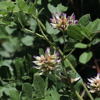 Chinesischer Süßholz (Glycyrrhiza uralensis)