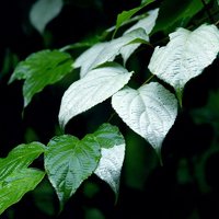 Silberrebe-Kiwi (Actinidia polygama)