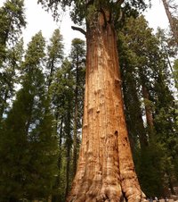 Mammutbaum (Sequoiadendron giganteum)