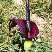 Drachenwurz (Dracunculus vulgaris)
