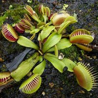 Venusfliegenfalle (Dionaea muscipula)