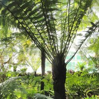 Wheki Ponga Baumfarn (Dicksonia fibrosa)