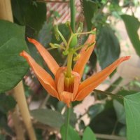 Australische Passionsblume (Passiflora aurantia)