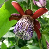 Geflügelte Passionsblume (Passiflora alata)