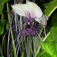 Weiße Fledermausblume (Tacca integrifolia)