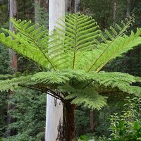 Australischer Baumfarn (Cyathea cooperi)