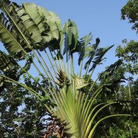 Reisendenbaum (Ravenala madagascariensis)