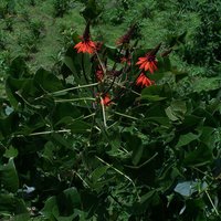 Korallenstrauch (Erythrina arborescens)