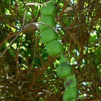 Afrikanisches Traumkraut (Entada rheedii)