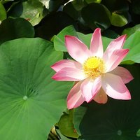 Indischer Lotus (Nelumbo nucifera)