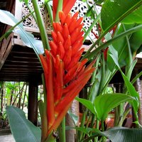 Rote Zierbanane (Musa coccinea)