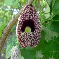Kalichblume (Aristolochia elegans)