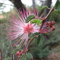 Feentuch (Calliandra eriophylla)