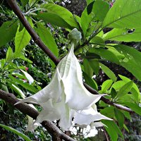 Engelstrompete (Brugmansia arborea)