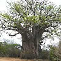 Afrikanischer Affenbrotbaum (Adansonia digitata)
