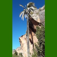 Bolivianische Bergkokosnuss (Parajubaea torallyi var. microcarpa)