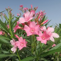 Oleander (Nerium oleander)