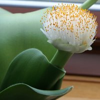 Puderpinsel (Haemanthus albiflos)