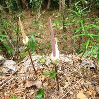 Aronstab (Amorphophallus variabilis)