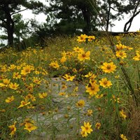Porters Sonnenblume (Helianthus porteri)