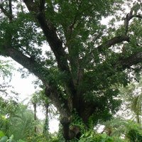 Mahagoni (Swietenia mahagoni)