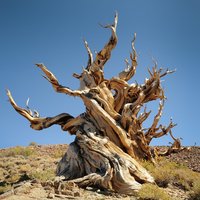 Bristlecone-Höhle (Pinus longaeva)