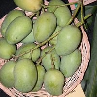Sri-Lanka-Mango (Mangifera zeylanica)