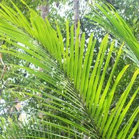 Bertam-Palme (Eugeissona tristis)