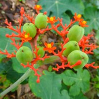 Flaschenpflanze (Jatropha podagrica)