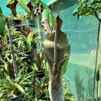 Aronstab (Amorphophallus tenuistylis)