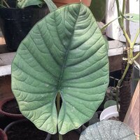 Alocasia (Alocasia reginae)