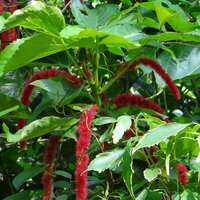 Chenillepflanze (Acalypha hispida)