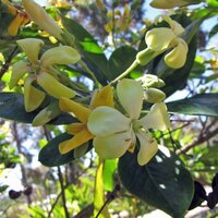 Australische Frangipani (Hymenosporum flavum)