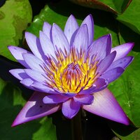 Blauer Lotus (Nymphaea nouchali)