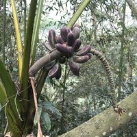 Taiwanesische Banane (Musa itinerans var. formosana)