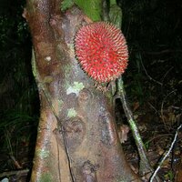 Rote Durian (Durio dulcis)