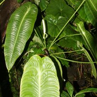 Königsanthurium (Anthurium veitchii)