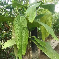 Syzygium (Syzygium jiewhoei)