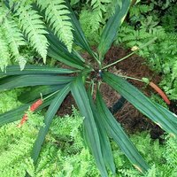Anthurium (Anthurium bakeri)