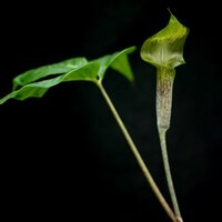 Tropische Kobralilie (Arisaema barbatum)