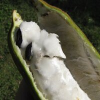 Eisbohne (Inga edulis)