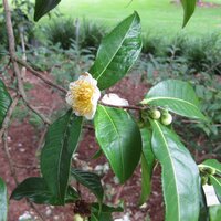 Yunnan-Teepflanze (Camellia taliensis)