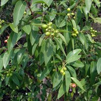 Indisches Sandelholz (Santalum album)