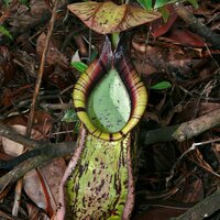Raffles-Kannenpflanze (Nepenthes rafflesiana)