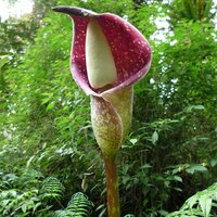 Beccari-Aronstab (Amorphophallus beccarii)