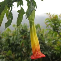 Rote Engelstrompete (Brugmansia sanguinea)