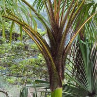 Wanga-Palme (Pigafetta elata)