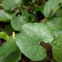 Langer Pfeffer (Piper longum)