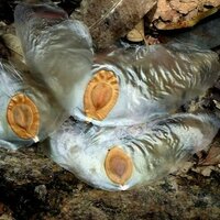 Javanische Gurke (Alsomitra macrocarpa)