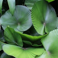 Fächerpalme (Licuala cordata)